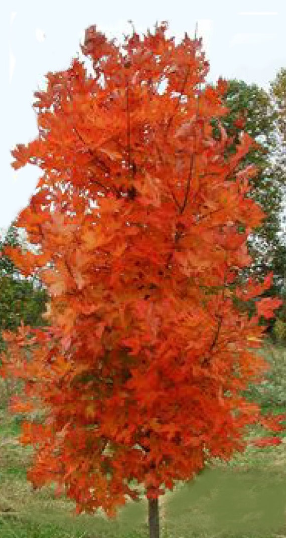 12 foot maple tree 1 sugar maple 1 foot bare root tree from a1trees on etsy studio 12 foot maple tree 1 sugar maple 1 foot bare root tree from a1trees on etsy studio