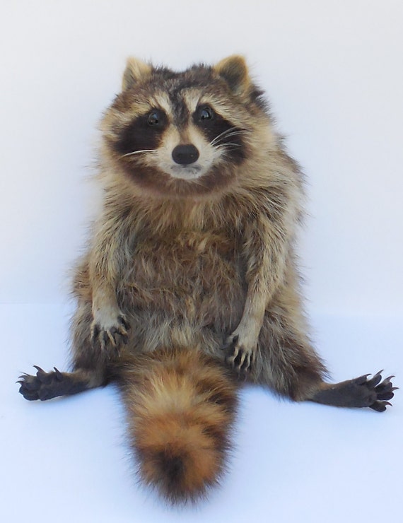 giant stuffed raccoon