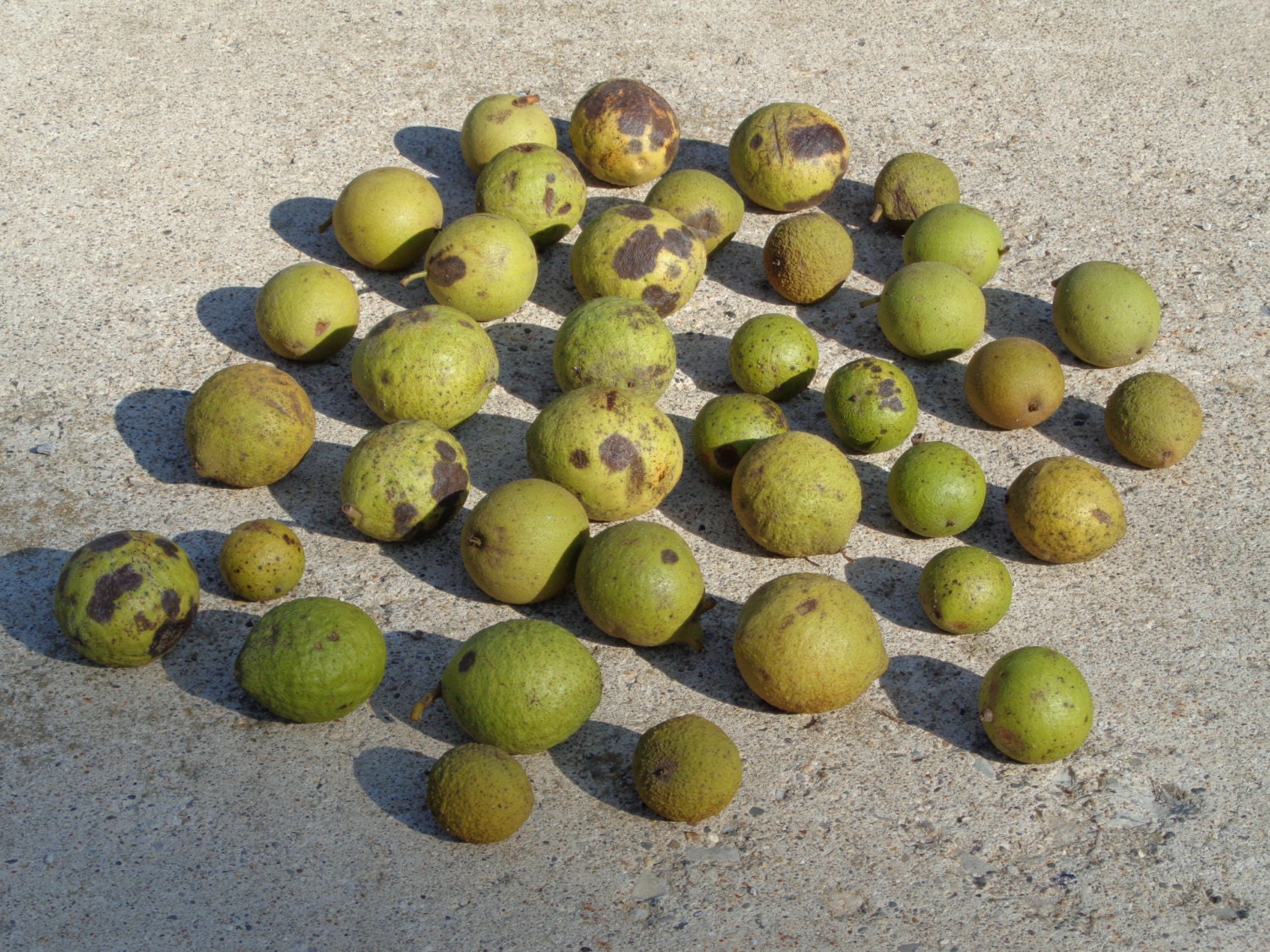Black Walnut Seeds