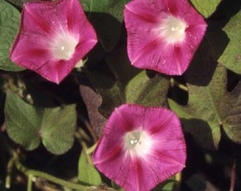 Crimson Rambler Morning Glory Flower Seeds / Ipomoea / Annual 35+
