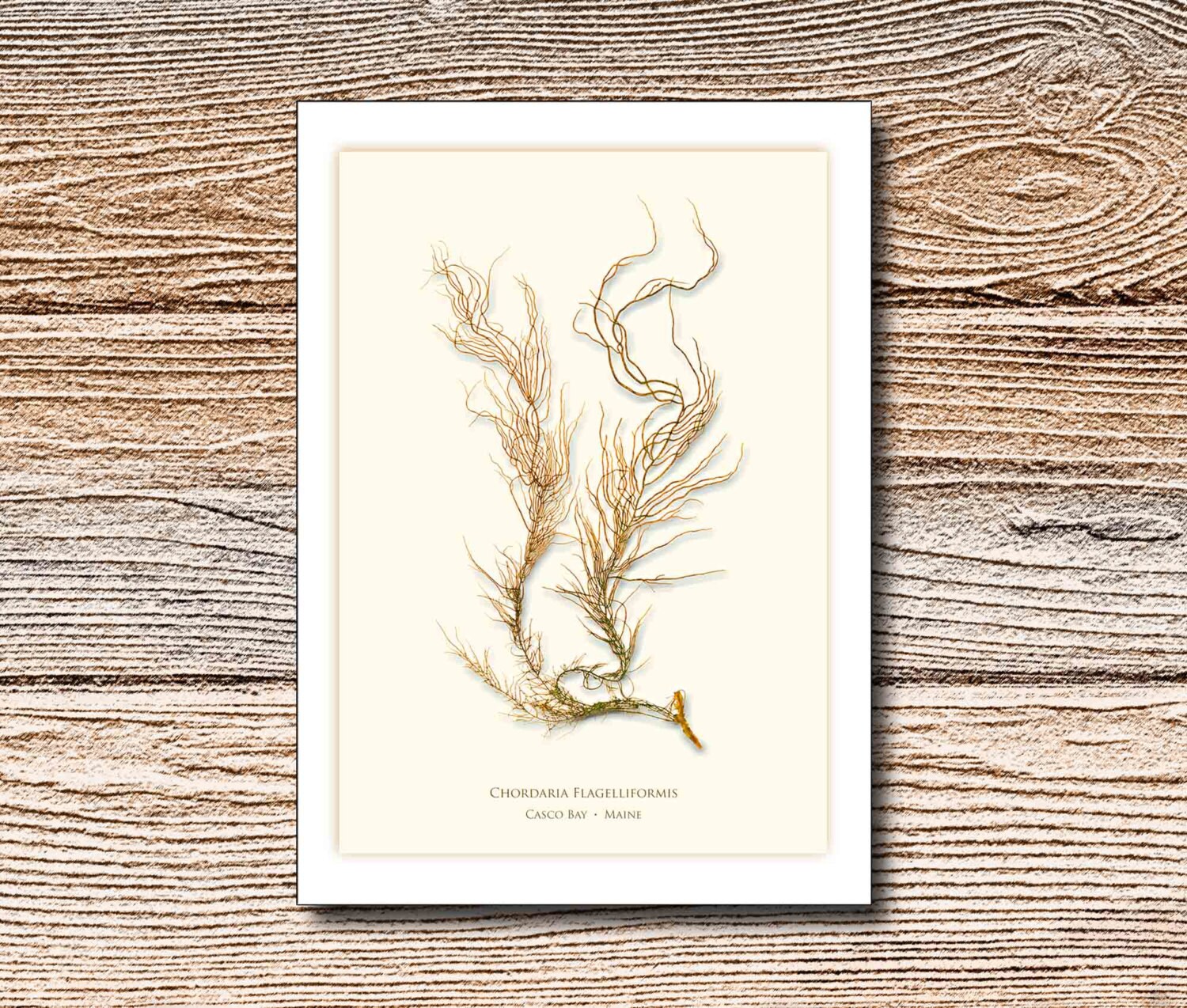 This is a graphic of Effortless Printable Blank Note Cards It is an image of Effortless Printable Blank Note Cards