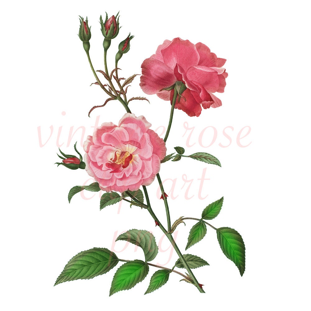 rose clip art download - photo #49