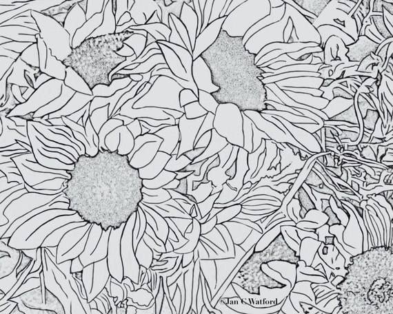 Sunflowers 1, Adult Coloring Pages, Coloring Page Printable, Gray Scale, Digital Download 