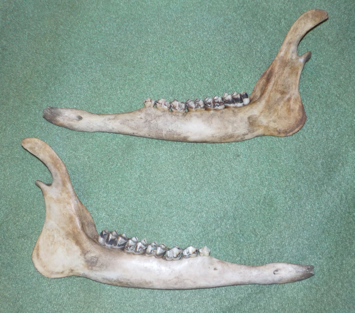alden deer bone