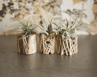 Medium Natural Cholla Air Plant Planter; Planter; Desk Accessory; Desk Planter; Cholla; Bohemian Planter; Desert; Cactus Planter; Tillandsia