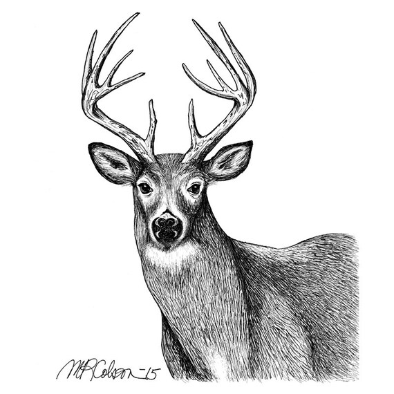 White Tailed Deer Pen and Ink Print 5x7 by MelissaColsonStudio