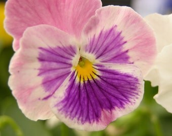 Beautiful Pink Pansy Photograph #141