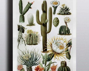 Antique 1800s Cactus Chart Poster Art Print Illustration Scientific Chart Botanical Botany Plants Nature Print Cacti Succulents Wall Decor