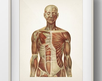 Human Anatomy MUSCLE System - HU-06 - Fine art prints of a vintage medical anatomical illustrations