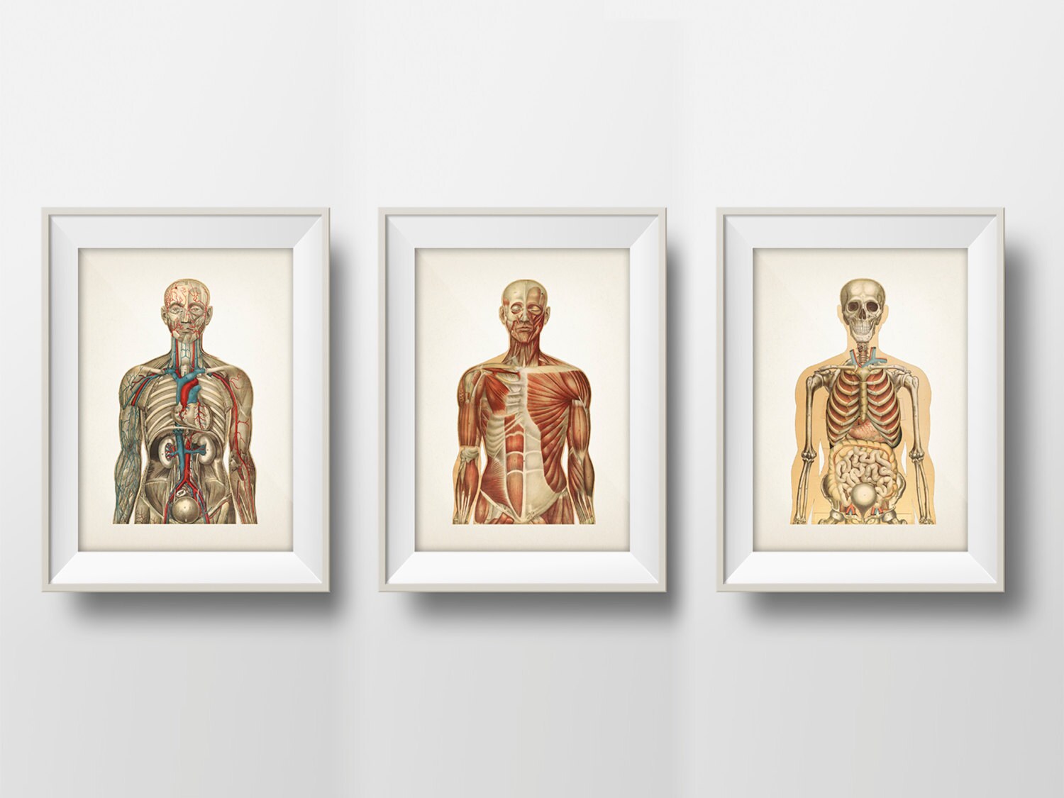 Human Anatomy Wall Art Set of Three Fine art prints of a