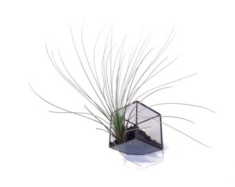 Stained Glass Terrarium - 10cm Cube - Cut-off Corner - Air plant holder - Etsy Made Local - Geometric Planter - Airplant Cactus Succulent