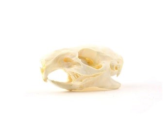 Real Guinea Pig Skull | Cavia porcellus Taxidermy Bone 2-3"