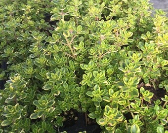 Lemon Thyme - 3.5" Pot