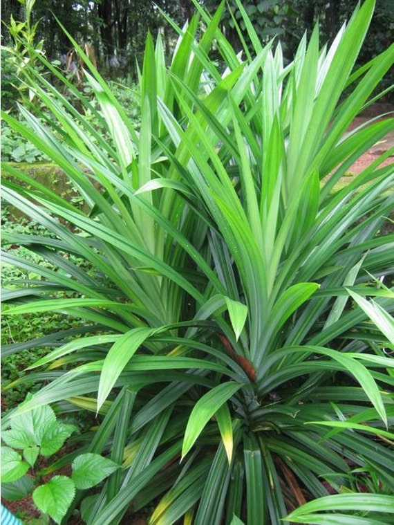 Free Shipping Pandan Plant Pandanus by SheilasTropicals on