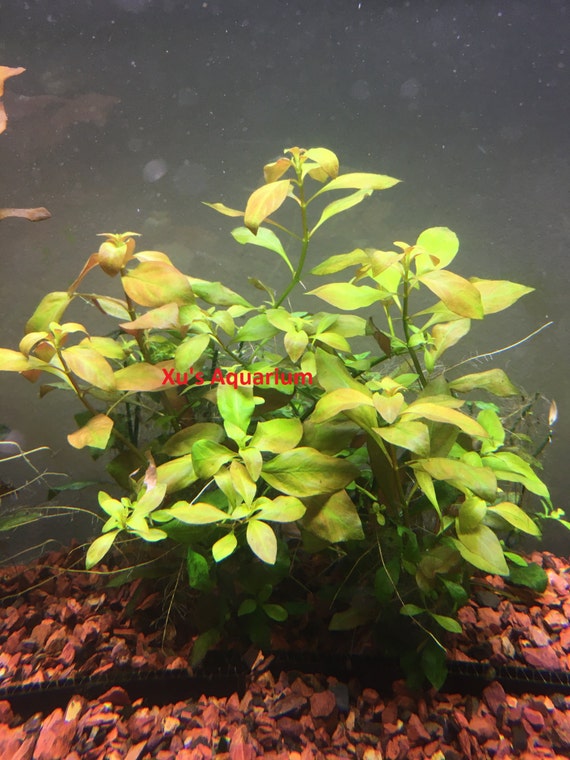 ludwigia ovalis more info