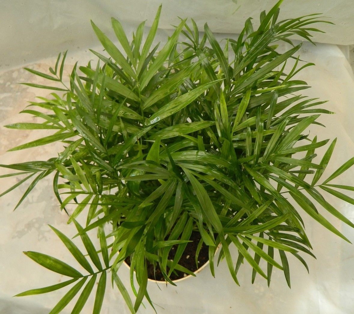 Parlour Palm Plant in 6 inch pot - Chamaedorea Elegans - Neanthe Bella Palm