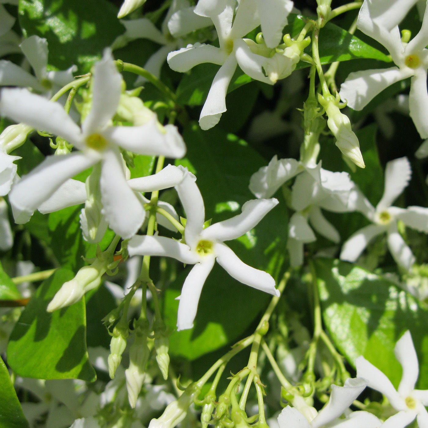 Star Jasmine Vine Plant Confederate Jasmine