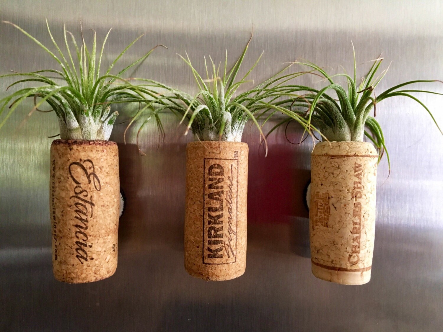 Air Plant Cork Magents 3 Ionantha Air Plants in Wine Cork