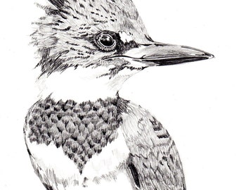 Pencil Sketch of a Hummingbird