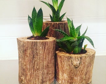 Succulent Driftwood Planters