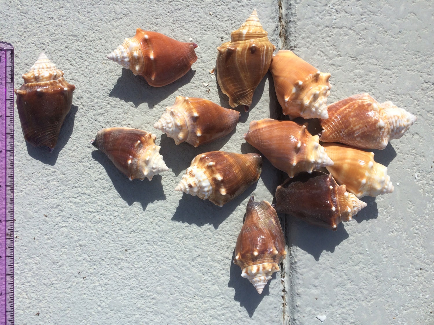 12 Florida Fighting Conch shells 0011