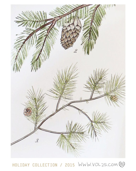 Conifer Study Pine evergreen Scientific illustration. by vol25