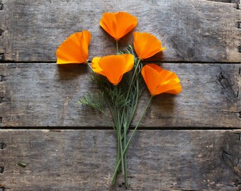 California Poppy, organic heirloom seeds, from our farm, flower seeds, eco friendly, organic gardening, flower garden