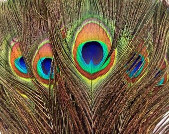50 Peacock Feathers- Natural Peacock Feathers (bulk) - USA Seller : 1313