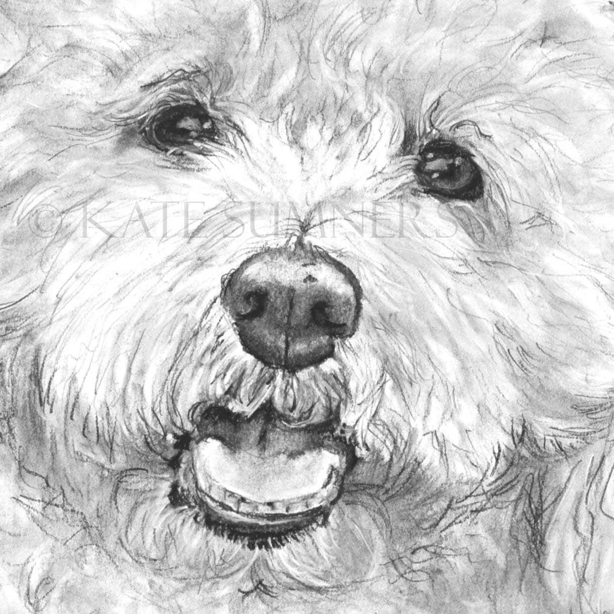 Bichon Frise Art Print of Drawing 8x10 Dog Art by ESArt on Etsy