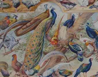 PAIR of Vintage Prints of BIRDS 'Oiseaux' 1932 by Millot Antique Illustrations from Nouveau Larousse Illustre