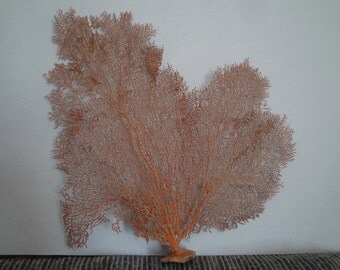 Pacifigorgia Red Color Large Sea Fan 15.5" x 15.2" Seashells Reef Coral