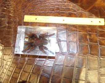 tarantula paper weight bug spider weird part piece taxidermy