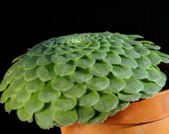 Aeonium tabuliforme, Dinner Plate succulent, 15 rare seeds, spiraling form, wall plant, shade, low water, container plant, strange beauty