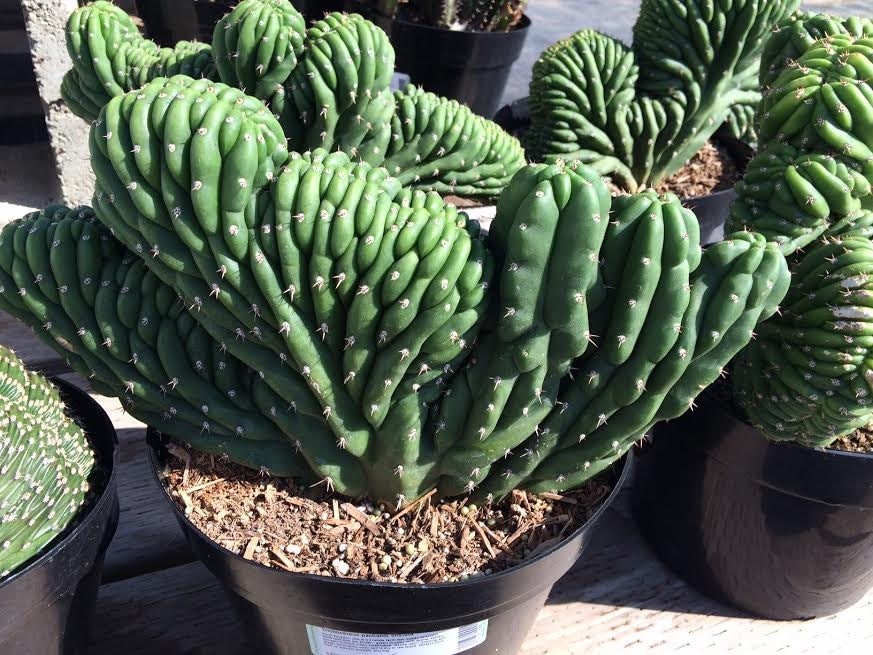 Cactus Plant Mature Blue Candle Crested Cactus