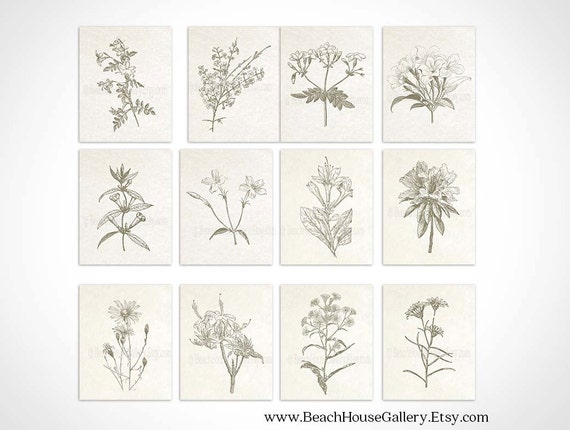 Set of 12 Botanical Prints Vintage Botanical Illustrations