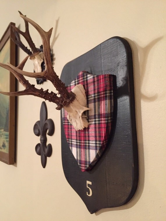 European Roe Deer Antler on Lg Shield with Tartan plaque