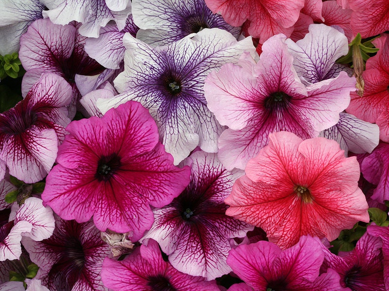 20 large flowered petunia seeds DADDY MIX mixed color petunia, large ...