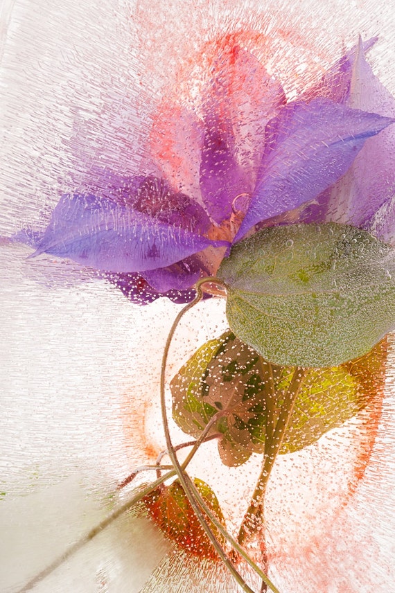 Fine Art Photography Floral Abstract Botanical Art Flowers