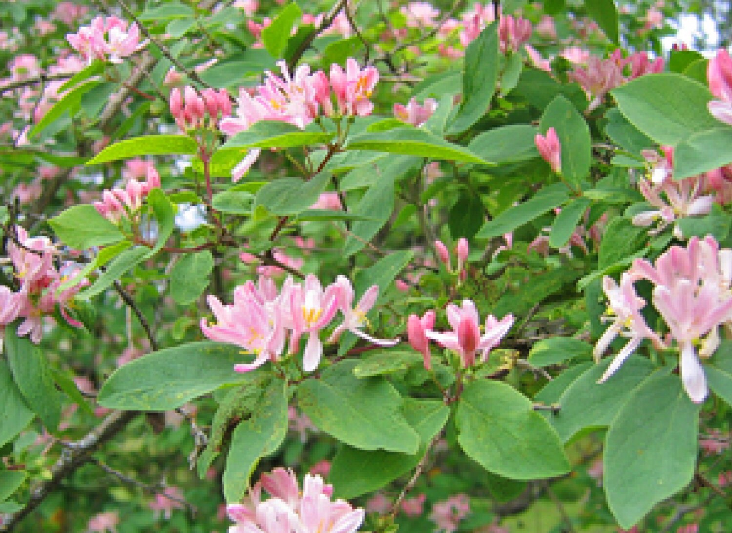 1 shrubs Pink Tartarian Honeysuckle 1 foot tall bareroot on sale wholesale from A1Trees on Etsy