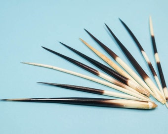 TEN (10) African Porcupine Quills #1: Small (3"-5") (184-02S)