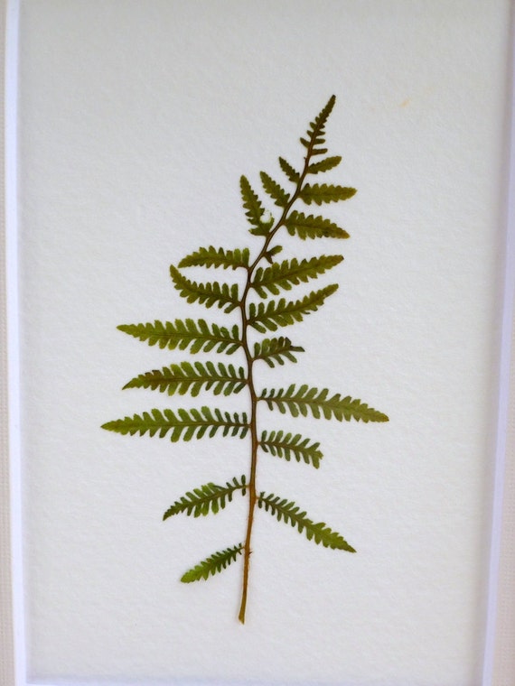 Real Pressed Fern Flower Botanical Art Herbarium Specimen of