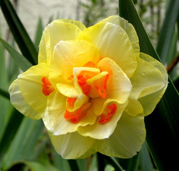 Items similar to 100 Double Color Daffodil Flower Seed Aquatic Plant