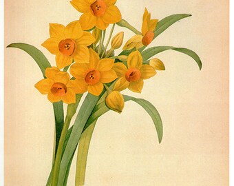 HERBS Vintage Botanical Print Antique plant by VintageInclination