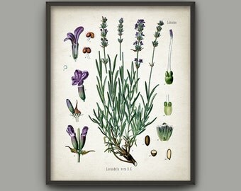 Lavender Wall Art lavender wall art | etsy Lavender Wall Art lavender wall art | etsy