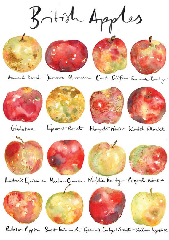 British Apple Varieties Print/Poster // Kitchen Art // Love