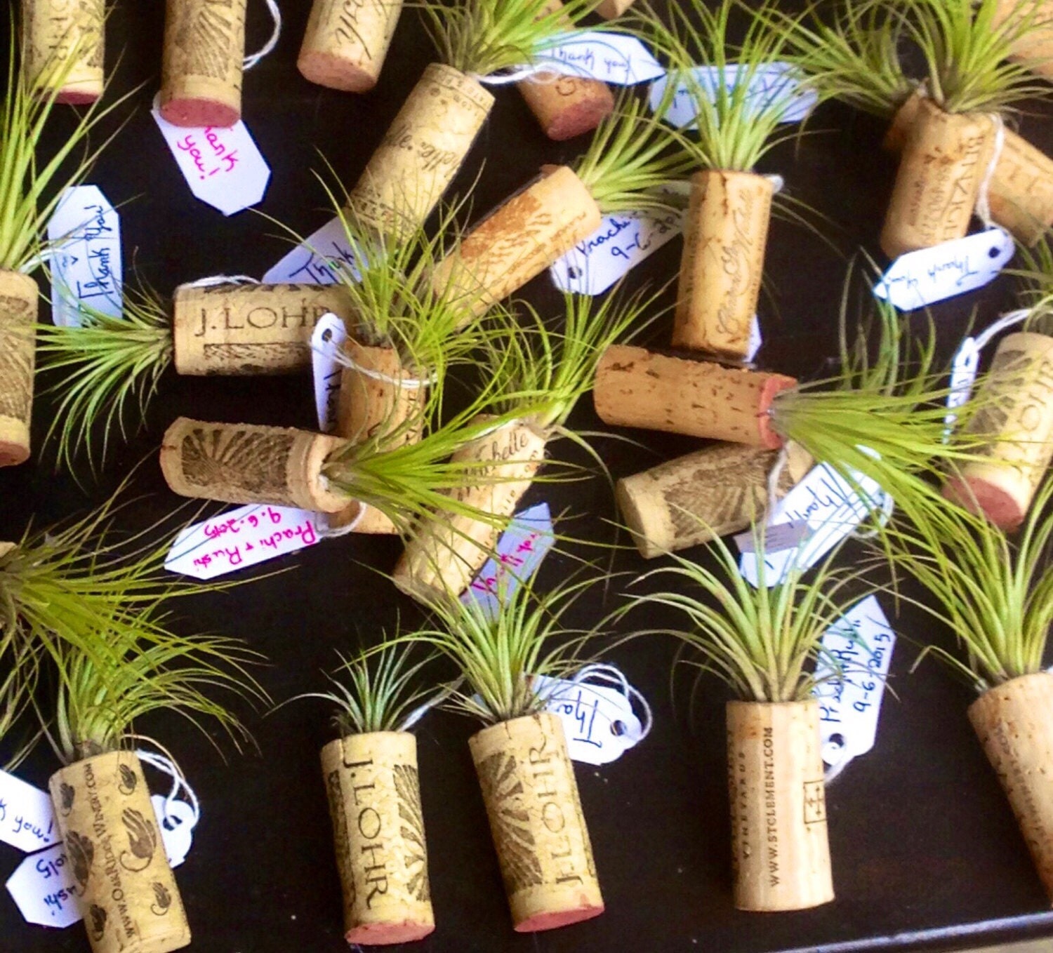 Air Plant 15 wine corks