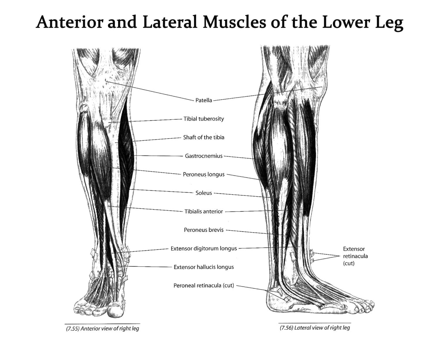 medial-lower-leg-anatomy