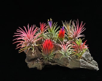 Air Plant Tillandsia | Ionantha Multi Package