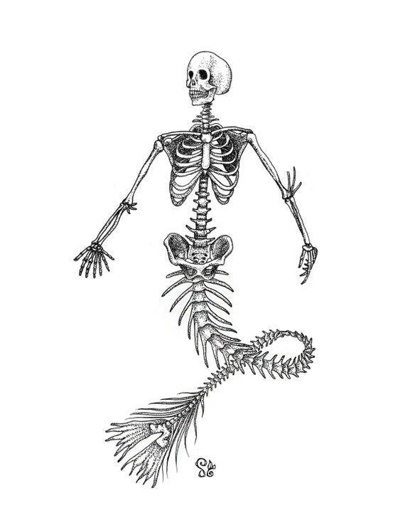 Скелет русалки рисунок