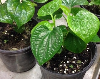 2 Live Edible Betel Leaf Plant Piper sarmentosum- La Lot - Paan  - 6 To 9 Inches Tall -m52